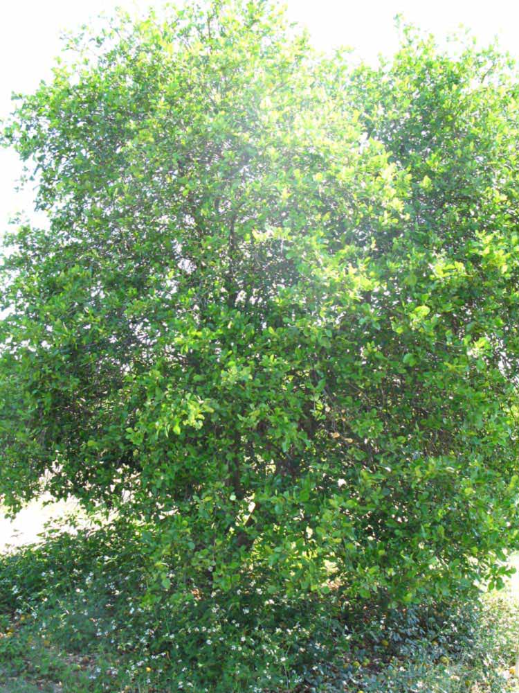            Habit (Kaffir, Winter Haven, FL)   